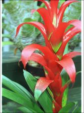 Guzmania insignis (Cultivated)   (click for a larger preview)