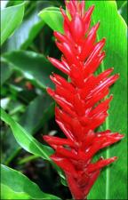 Alpinia purpurata (Cultivated) 6   (click for a larger preview)