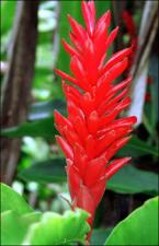 Alpinia purpurata (Cultivated) 7   (click for a larger preview)