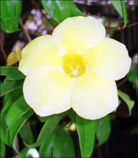 Allamanda cathartica cv. Hendersonii (Cultivated) 2   (click for a larger preview)