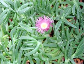 Delosperma sutherlandii (Cultivated)   (click for a larger preview)