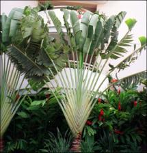 Ravenala madagascariensis (Cultivated)   (click for a larger preview)