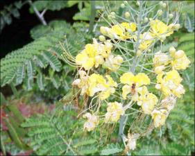 Caesalpinia pulcherrima (Cultivated)   (click for a larger preview)
