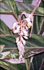 Alpinia zerumbet (Cultivated)   (click for a larger preview)