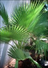 Washingtonia robusta (Cultivated)   (click for a larger preview)