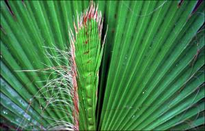Washingtonia robusta (Cultivated) 2   (click for a larger preview)