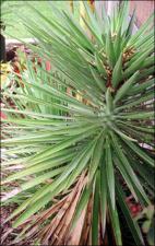 Yucca elephantipes (Cultivated)   (click for a larger preview)