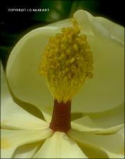Magnolia grandiflora (Native) 2   (click for a larger preview)