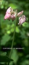 Dicentra sp. (Native) 2   (click for a larger preview)