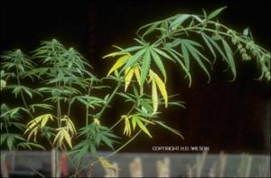 Cannabis sativa (Cultivated) 3   (click for a larger preview)