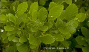 Alnus serrulata (Native) 4   (click for a larger preview)