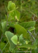 Alnus serrulata (Native) 6   (click for a larger preview)