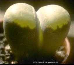 Lithops sp. (Cultivated)   (click for a larger preview)