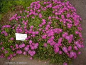 Delosperma cooperi (Cultivated)   (click for a larger preview)