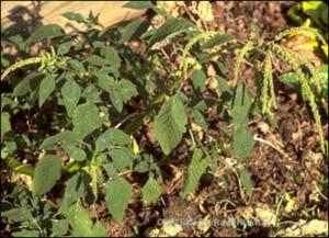 Amaranthus spinosus (Introduced)   (click for a larger preview)