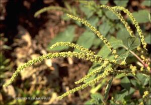 Amaranthus spinosus (Introduced) 2   (click for a larger preview)