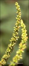 Amaranthus spinosus (Introduced) 3   (click for a larger preview)