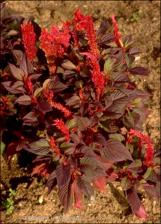 Celosia cristata (Cultivated)   (click for a larger preview)