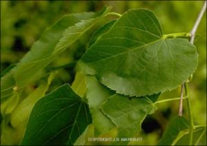 Tilia americana (Native)   (click for a larger preview)