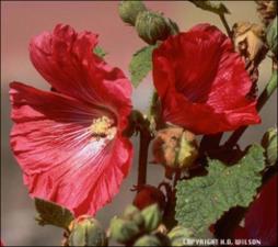 Alcea rosea (Cultivated) 2   (click for a larger preview)