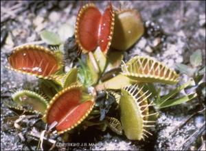 Dionaea muscipula (Cultivated) 2   (click for a larger preview)