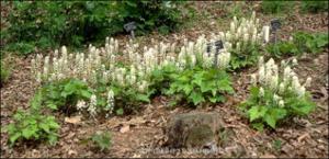 Tiarella cordifolia (Native) 3   (click for a larger preview)