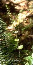 Saxifraga sp. (Native)   (click for a larger preview)