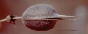 Baptisia bracteata (Native) 5   (click for a larger preview)