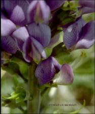 Baptisia australis (Native) 3   (click for a larger preview)