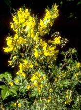 Cytisus scoparius? (Naturalized)   (click for a larger preview)