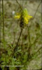 Dalea aurea (Native) 4   (click for a larger preview)