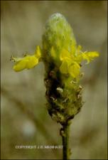 Dalea aurea (Native) 5   (click for a larger preview)