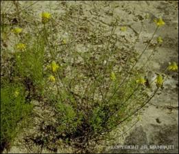 Dalea aurea (Native) 6   (click for a larger preview)