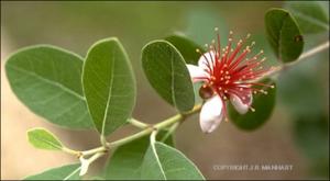Feijoa sellowiana (Cultivated) 2   (click for a larger preview)