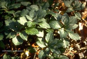 Pachysandra procumbens (Native)   (click for a larger preview)