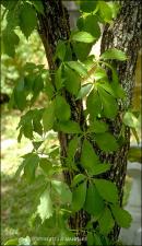 Parthenocissus quinquefolia (Native) 3   (click for a larger preview)