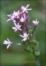 Polygala incarnata (Native)   (click for a larger preview)