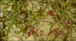 Krameria lanceolata (Native) 5   (click for a larger preview)