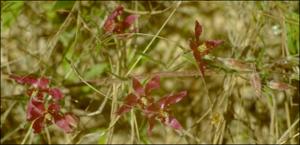 Krameria lanceolata (Native) 6   (click for a larger preview)