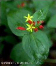 Spigelia marilandica (Native)   (click for a larger preview)