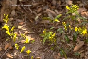 Gelsemium sempervirens (Native)   (click for a larger preview)