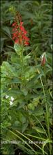 Lobelia cardinalis (Native) 3   (click for a larger preview)