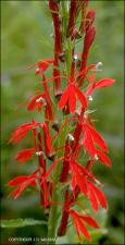 Lobelia cardinalis (Native) 4   (click for a larger preview)