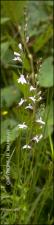 Lobelia canbyi (Native)   (click for a larger preview)