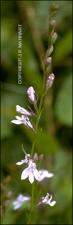 Lobelia canbyi (Native) 2   (click for a larger preview)