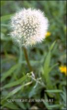 Taraxacum officinale (Naturalized) 2   (click for a larger preview)