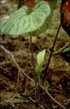 Caladium sp. (Cultivated) 3   (click for a larger preview)