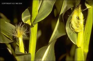 Zea mays (Cultivated) 7   (click for a larger preview)