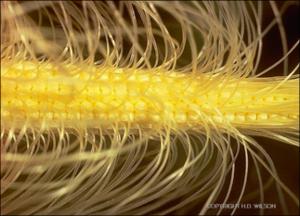 Zea mays (Cultivated) 8   (click for a larger preview)