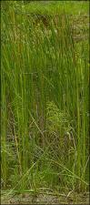 Typha domingensis (Native)   (click for a larger preview)